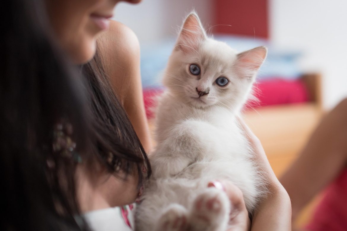 EssentialRagdoll Kitten Care Tips for New Owners