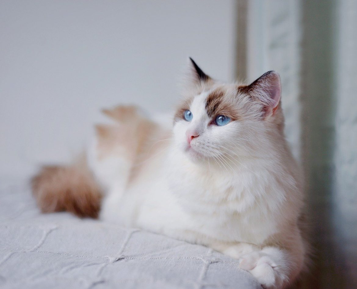 Expert Tips for Ragdoll Cat Grooming