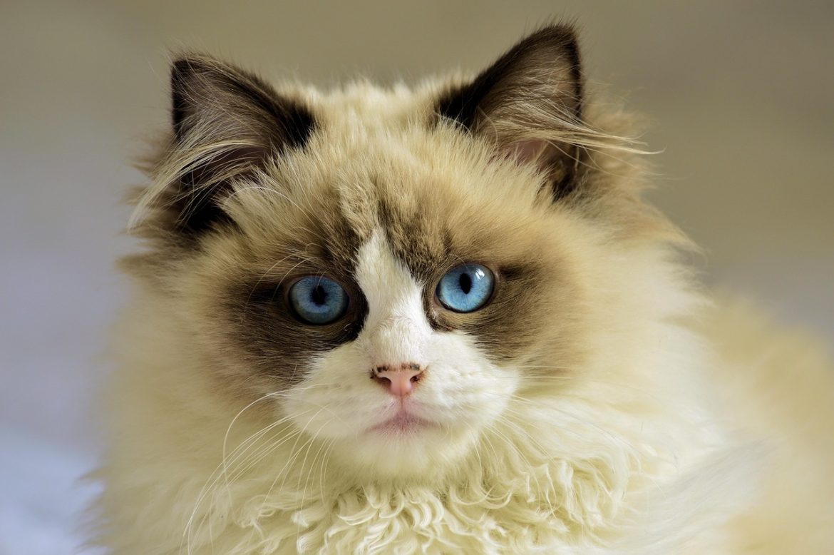 Ultimate Guide to Ragdoll Cat Care
