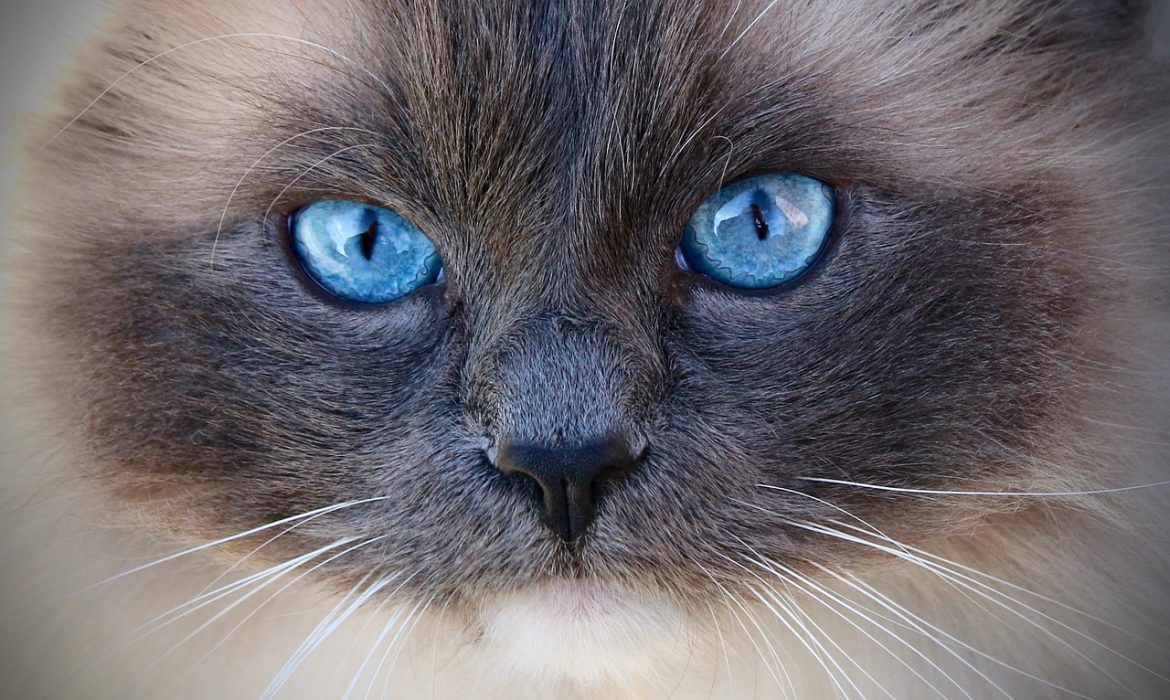 The Ultimate Guide to Ragdoll Cat Daily Care Routine